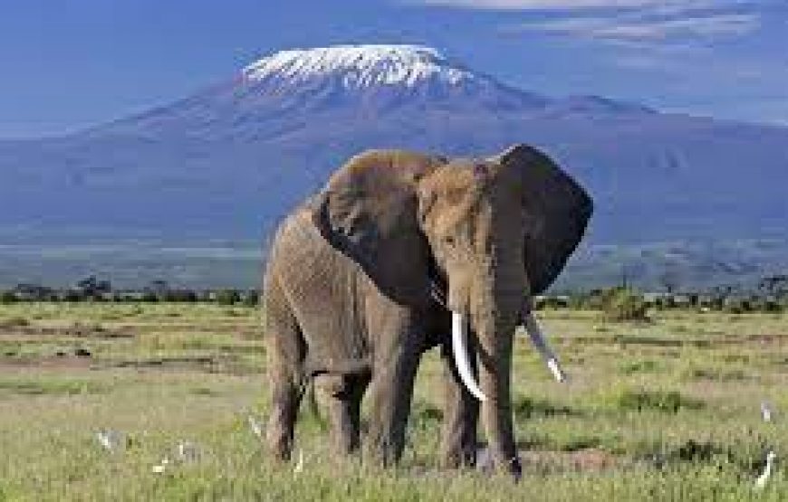 A Day trip to Amboseli National Park