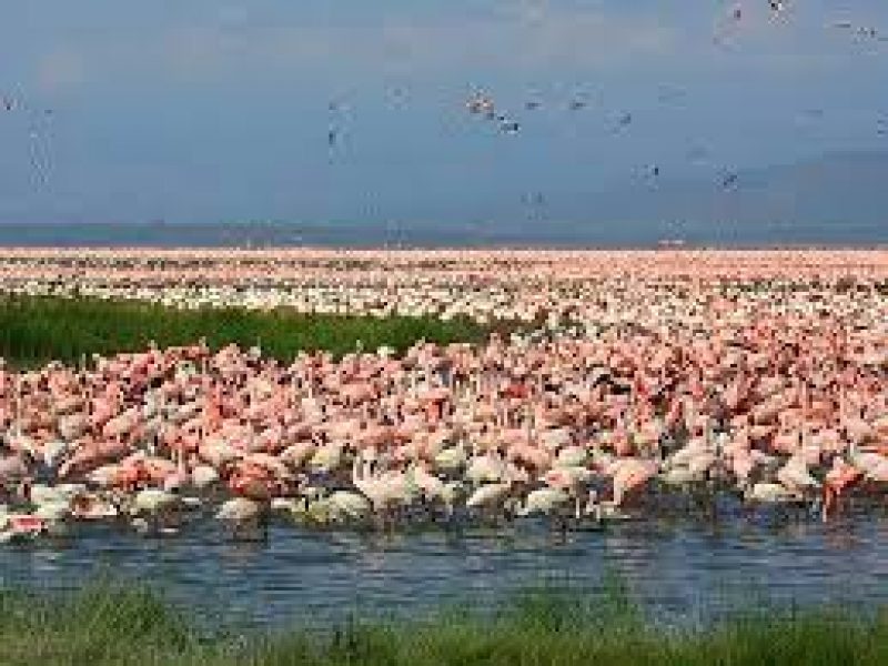 Tour & Travel with Best Attraction Kenya Safaris Experts