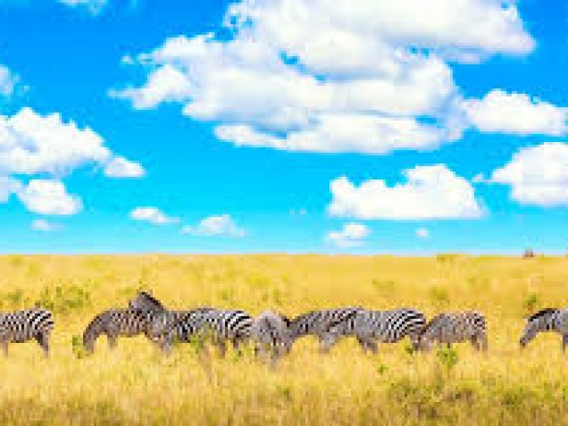 Tour & Travel with Best Attraction Kenya Safaris Experts